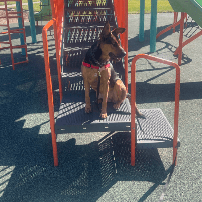 DOG WALKING SERVICE